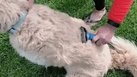Deshedding tool in action